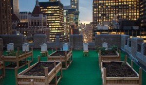Green UP: NYC’s Greenroof Movement